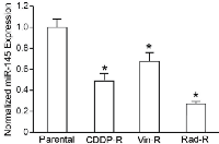 Figure 1: QRT-PCR analysis of miR-145 in CDDP-R,  Vin-R, and Rad-R human neuroblastoma cells. 