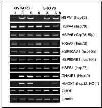 Fig 3:  Upregulation of inducible heat shock proteins  by  disulfiram/copper. 