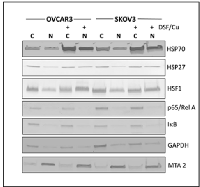 Fig 4:  Subcellular distribution of heat shock proteins  in response by disulfiram/copper. 