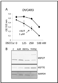Fig  7:  Auranofin  enhances  the  cytotoxic  effect  of  disulfiram/copper. 