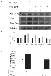 Fig 1:  Effect of Ras inhibition on HGF/SF-induced  Ras-ERK signaling and cell motility. 