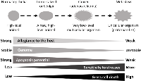Fig 2:  Illustration of stepwise carcinogenesis as an atavistic process of a somatic cell in animals, with epithelial  carcinogenesis as an example. 