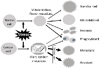 Fig 4:  The same intensity of genotoxic stress (radiation, chemotherapy, virus, etc) causes more severe DNA damage in  cancer cells than in normal cells. 