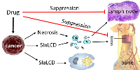 Fig 5:  A tradeoff between necrosis- or SInLCD-induced immune stimulation and drug-induced immune suppression.  