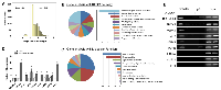 Figure 4: Identification of key tumorigenic-regulators directly controlled by STAT3 following H. pylori infection. 