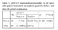 Table 2: pSTAT3 immunohistochemistry in 44 cases  with paired intestinal metaplasia gastritis before and  after H. pylori  eradication