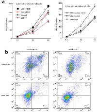 Figure 5:  Co-culture of B16 and Jurkat cells. 