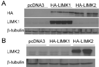 Figure  1:  HeLa  cells  were  stably  transfected  with  the  PC-vector  or  with  HA-LIMK1  or  HA-LIMK2  expression vector. 
