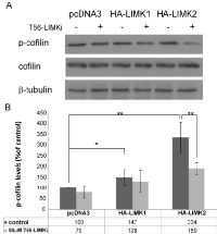 Figure 2:  T56-LIMKi inhibits LIMK2-mediated  phosphorylation  of  cofilin.