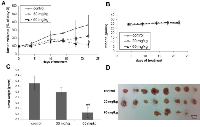Figure 6:  T-56-LIMKi inhibits proliferation of Panc-1 tumor cells in nude mice. 
