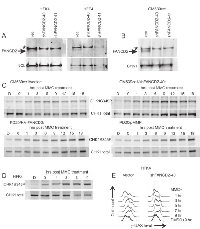 Figure 1: Characterization of response to MMC in human fibroblasts and keratinocytes with and without FANCD2  deficiency. 