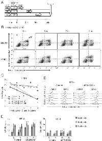 Figure 2:  Flow-cytometric analysis of replication after MMC reveals mild replication inhibition in primary human  cells. 