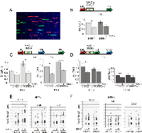 Figure 3:  maRTA analysis reveals that MMC treatment results in persistent reduction of fork abundance in primary  cells. 