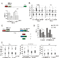 Figure 4:  maRTA analysis reveals that MMC treatment results in persistent reduction of relative fork abundance  in transformed cells. 