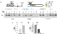 Figure 5:  γH2AX is preferentially localized to DNA replicating after MMC. 