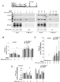 Figure  6:  High  level  of  γH2AX  is  recruited  to  DNA  replicating immediately after MMC and remains  largely unchanged for up to 3 hours. 