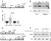 Figure  7:  DNA  that  replicates  3-4  hours  after  MMC  is  not  depleted  of  γH2AX.  A-B 