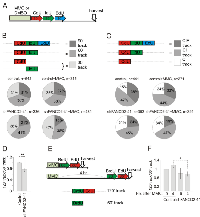 Figure 8:  maRTA analysis shows that relative abundances of continuous long tracks generated during 90-120 min  labeling window are reduced in FANCD2-depleted GM639cc1cells. 