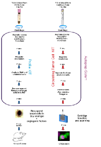 Figure 1: Flow chart of the experimental design. 