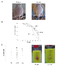 Figure 2:  Ascite formation in 3’RR-deficient BALB/c mice. 