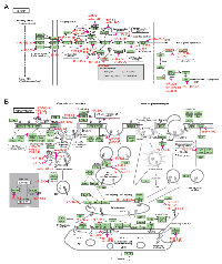 Figure 4:  KeGG pathways enrichment analysis of the survival-associated mirs target genes. 