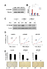 Figure 2:  PCTAIRE1 knockdown diminished melanoma A2058 cell growth. 