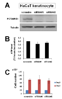 Figure 4: PCTAIRE1 knockdown did not diminish  HaCaT keratinocyte growth. 