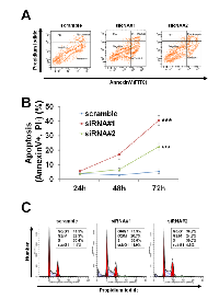 Figure 5:  PCTAIRE1 knockdown resulted in apoptosis of A2058 cells. 