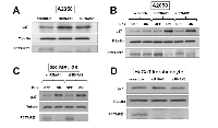 Figure 6:  PCTAIRE1 knockdown leads to accumulation of p27. 