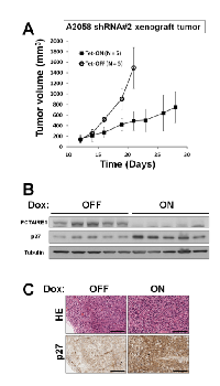 Figure 7:  In vivo  tumor xenograft analysis. 