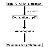 Figure 8:  Model of PCTAIRE1 function in melanomas. 