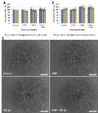 Figure 7:  Adhesion assays with SW480 cells seeded onto CAF-derived matrices. 