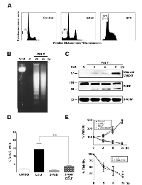 Figure 2:  Edelfosine induces a minor apoptotic response in U118 cells. 