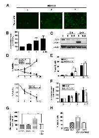 Figure 8:  Changes in intracellular free calcium concentration in edelfosine-treated U118 cells. 