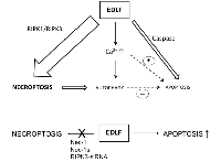 Figure 9:  Schematic model for edelfosine-induced cell death in U118 cells.  ( 