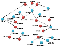 Figure 2:  miRNA network diagram. 