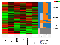 Figure 6:  (A) KLK5 and KLK-regulated miRNA expression in invasive breast cancer subtypes. 