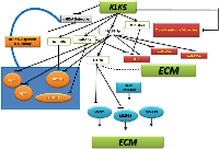 Figure 7:  Proposed model for a KLK5-miRNA-ECM network in breast cancer. 
