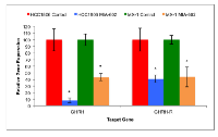 Figure 2:  Treatment of HCC1806 and MX-1 human  TNBC tumors with the GHRH antagonist MIA-602  significantly suppressed the expression of GHRH and  GHRH-R genes. 