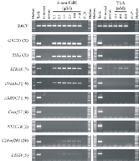 Figure 1: A sub-group of germline genes remain  refractory to activation by epigenetic modulating  agents. 