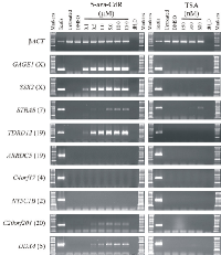 Figure 2:  Analysis of germline gene expression in  response to epigenetic de-regulation in SW480 human  colorectal cancer cells. 