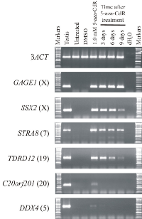 Figure 3:  Somatically silenced germline genes that  are activated by 5-aza-CdR exhibit differential re- silencing  profiles  after  5-aza-CdR  withdrawal. 