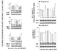 Figure 1: Effects of SELN6.0 on the Notch pathway in MiaPaCa-2 cells. 