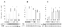 Figure 2:  Effects of SELN6.0 on the NF-k B signaling. 