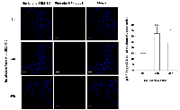 Figure 3:  Effects of SELN6.0 on the phosphorylated NF-k B nuclear translocation. 