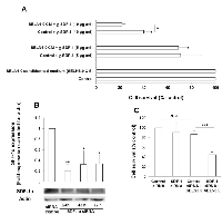 Figure 5:  SDF-1α is involved in MiaPaCa-2 cells resistance to SELN6.0. 