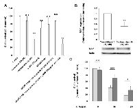 Figure 6:  Effects of cyclopamine, SELN6.0 and conditioned medium on MiaPaCa-2 cells survival. 