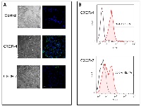 Figure 7:  Expression of CXCR4 and CXCR7 by MiaPaCa-2 cells. 