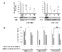 Figure 8:  CXCR4 is in involved in MiaPaCa-2 cells resistance to SELN6.0. 