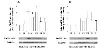 Figure 9:  Phosphorylation of Akt in MiaPaCa-2 cells upon incubation with SELN6.0. 